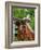 Dog on the Rooftop, San Miguel, Guanajuato State, Mexico-Julie Eggers-Framed Photographic Print