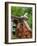 Dog on the Rooftop, San Miguel, Guanajuato State, Mexico-Julie Eggers-Framed Photographic Print