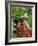 Dog on the Rooftop, San Miguel, Guanajuato State, Mexico-Julie Eggers-Framed Photographic Print