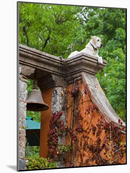 Dog on the Rooftop, San Miguel, Guanajuato State, Mexico-Julie Eggers-Mounted Photographic Print