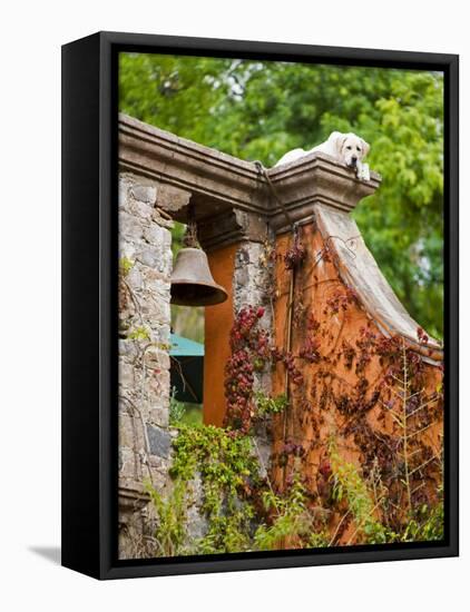 Dog on the Rooftop, San Miguel, Guanajuato State, Mexico-Julie Eggers-Framed Premier Image Canvas