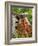 Dog on the Rooftop, San Miguel, Guanajuato State, Mexico-Julie Eggers-Framed Photographic Print