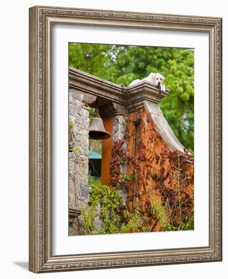 Dog on the Rooftop, San Miguel, Guanajuato State, Mexico-Julie Eggers-Framed Photographic Print