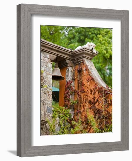 Dog on the Rooftop, San Miguel, Guanajuato State, Mexico-Julie Eggers-Framed Photographic Print