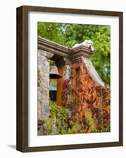 Dog on the Rooftop, San Miguel, Guanajuato State, Mexico-Julie Eggers-Framed Photographic Print