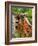 Dog on the Rooftop, San Miguel, Guanajuato State, Mexico-Julie Eggers-Framed Photographic Print