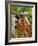 Dog on the Rooftop, San Miguel, Guanajuato State, Mexico-Julie Eggers-Framed Photographic Print