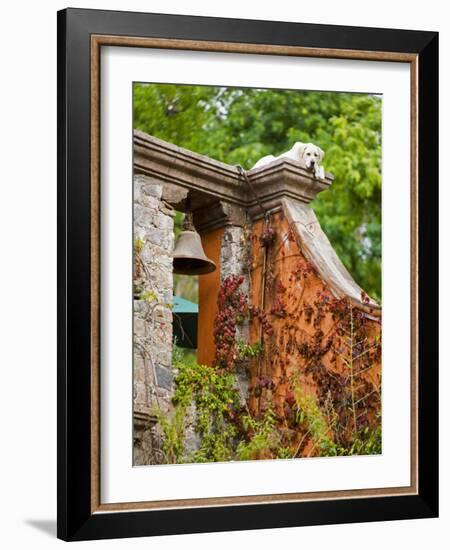 Dog on the Rooftop, San Miguel, Guanajuato State, Mexico-Julie Eggers-Framed Photographic Print
