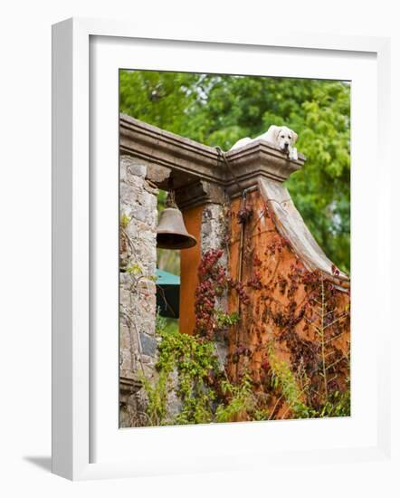 Dog on the Rooftop, San Miguel, Guanajuato State, Mexico-Julie Eggers-Framed Photographic Print