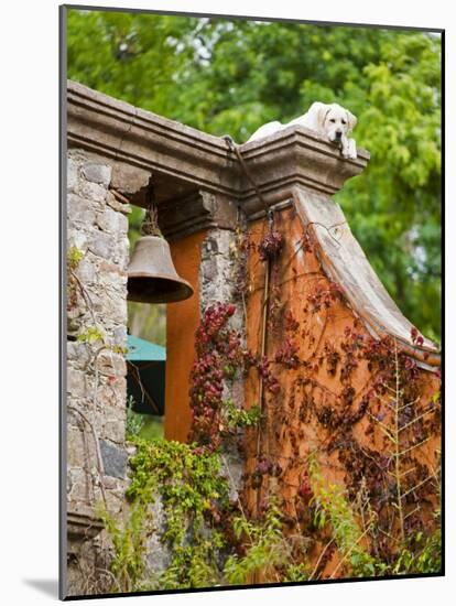 Dog on the Rooftop, San Miguel, Guanajuato State, Mexico-Julie Eggers-Mounted Photographic Print