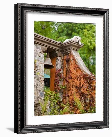 Dog on the Rooftop, San Miguel, Guanajuato State, Mexico-Julie Eggers-Framed Photographic Print