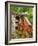 Dog on the Rooftop, San Miguel, Guanajuato State, Mexico-Julie Eggers-Framed Photographic Print