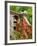 Dog on the Rooftop, San Miguel, Guanajuato State, Mexico-Julie Eggers-Framed Photographic Print