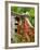 Dog on the Rooftop, San Miguel, Guanajuato State, Mexico-Julie Eggers-Framed Photographic Print