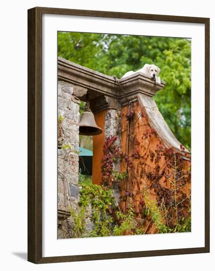 Dog on the Rooftop, San Miguel, Guanajuato State, Mexico-Julie Eggers-Framed Photographic Print