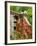 Dog on the Rooftop, San Miguel, Guanajuato State, Mexico-Julie Eggers-Framed Photographic Print