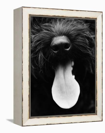 Dog Panting-Henry Horenstein-Framed Stretched Canvas