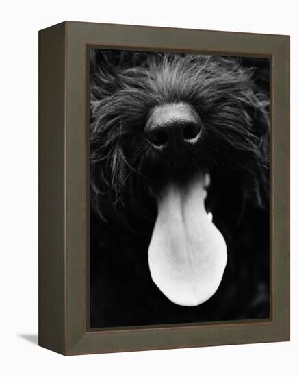 Dog Panting-Henry Horenstein-Framed Stretched Canvas