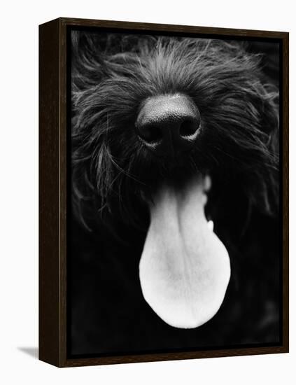 Dog Panting-Henry Horenstein-Framed Stretched Canvas