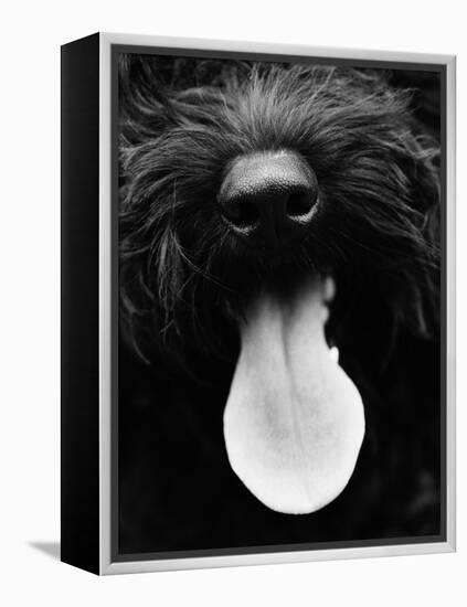 Dog Panting-Henry Horenstein-Framed Stretched Canvas