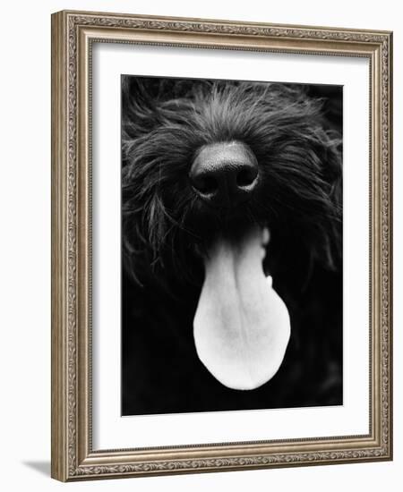 Dog Panting-Henry Horenstein-Framed Photo