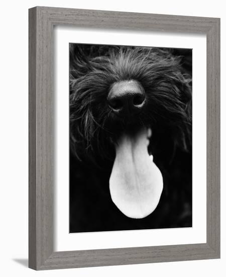 Dog Panting-Henry Horenstein-Framed Photo