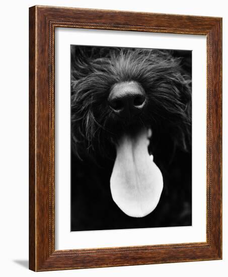 Dog Panting-Henry Horenstein-Framed Photo