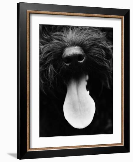 Dog Panting-Henry Horenstein-Framed Photo