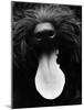 Dog Panting-Henry Horenstein-Mounted Photo