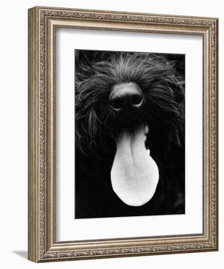 Dog Panting-Henry Horenstein-Framed Photographic Print