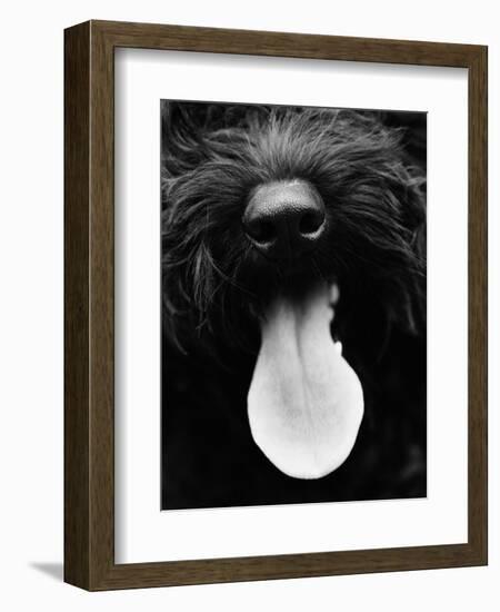 Dog Panting-Henry Horenstein-Framed Photographic Print