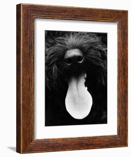 Dog Panting-Henry Horenstein-Framed Photographic Print