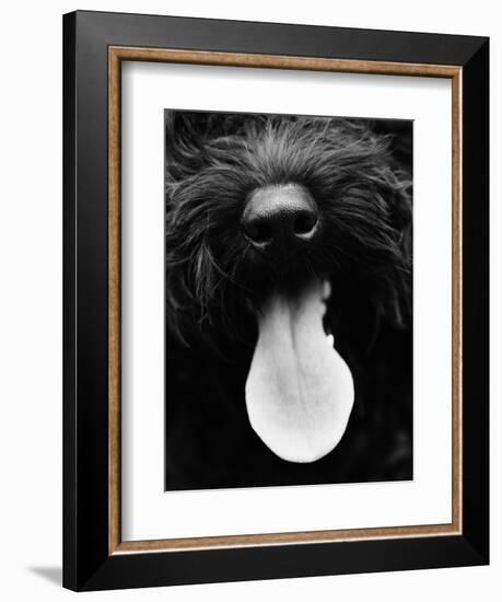 Dog Panting-Henry Horenstein-Framed Photographic Print