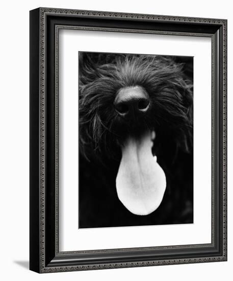 Dog Panting-Henry Horenstein-Framed Photographic Print