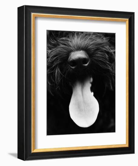 Dog Panting-Henry Horenstein-Framed Photographic Print