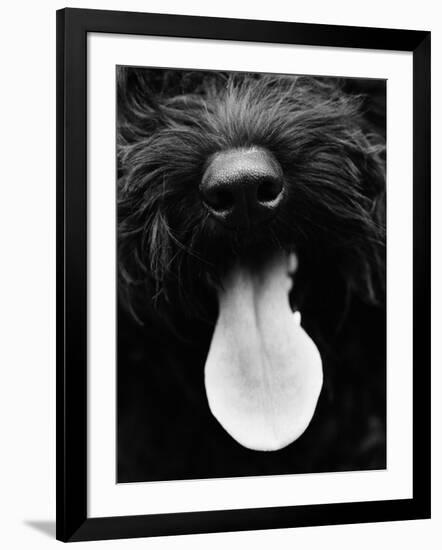 Dog Panting-Henry Horenstein-Framed Photo