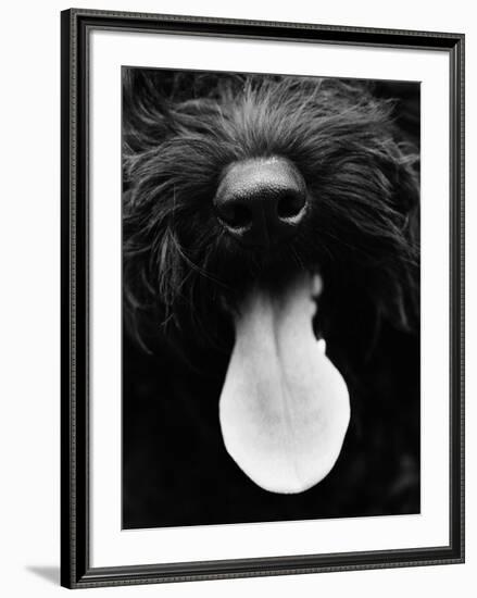 Dog Panting-Henry Horenstein-Framed Photo