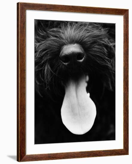 Dog Panting-Henry Horenstein-Framed Photo