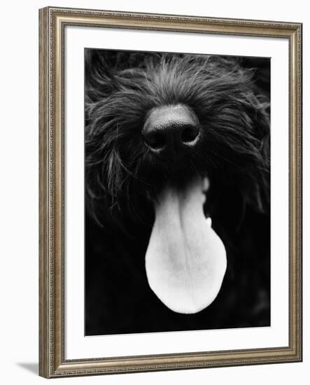 Dog Panting-Henry Horenstein-Framed Photo