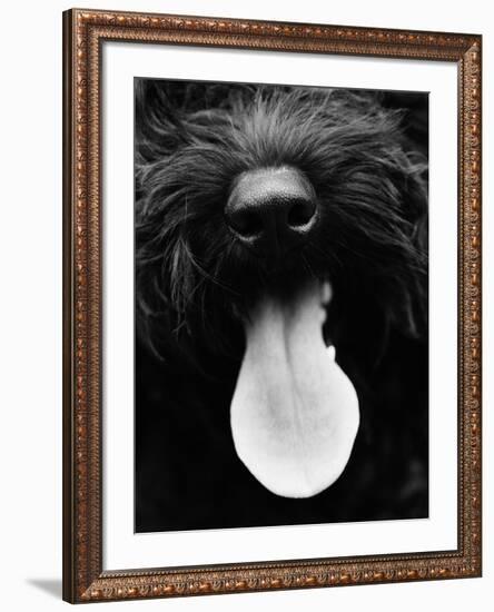 Dog Panting-Henry Horenstein-Framed Photo