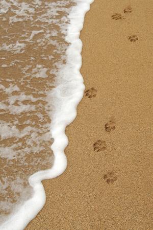 Dog Paw Footprints in the Sand Photographic Print by Vlue | Art.com