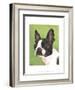 Dog Portrait, Boston-Jill Sands-Framed Art Print