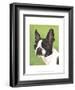 Dog Portrait, Boston-Jill Sands-Framed Art Print