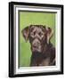 Dog Portrait, Chocolate-Jill Sands-Framed Art Print