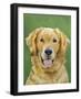 Dog Portrait, Golden-Jill Sands-Framed Art Print