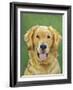 Dog Portrait, Golden-Jill Sands-Framed Art Print