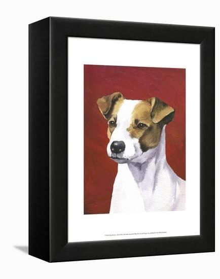 Dog Portrait, Jack-Jill Sands-Framed Stretched Canvas