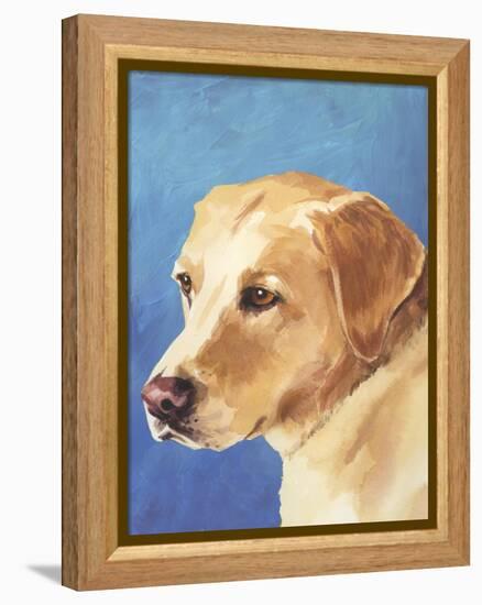 Dog Portrait, Yellow Lab-Jill Sands-Framed Stretched Canvas