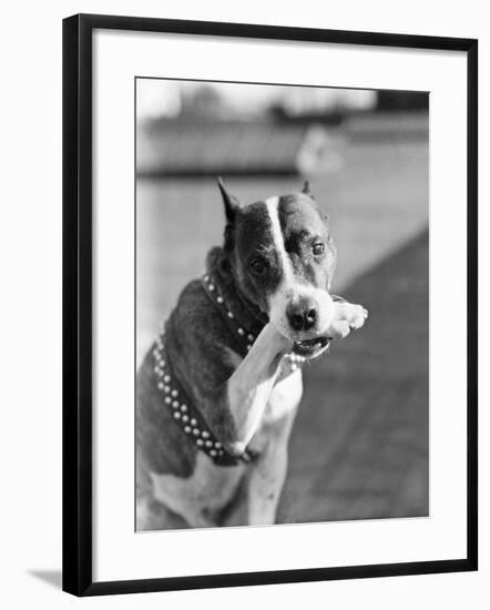 Dog Poses Holding One Paw in His Mouth-null-Framed Photographic Print