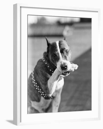 Dog Poses Holding One Paw in His Mouth-null-Framed Photographic Print